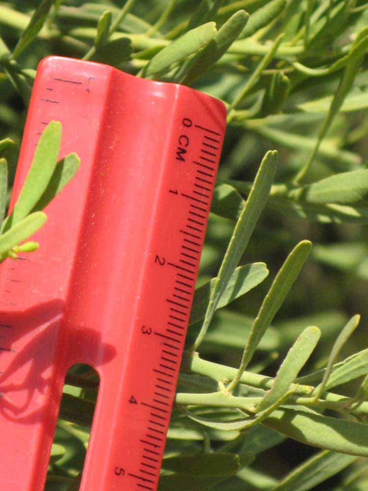              Unifoliolate leaf (Riverside, CA)       